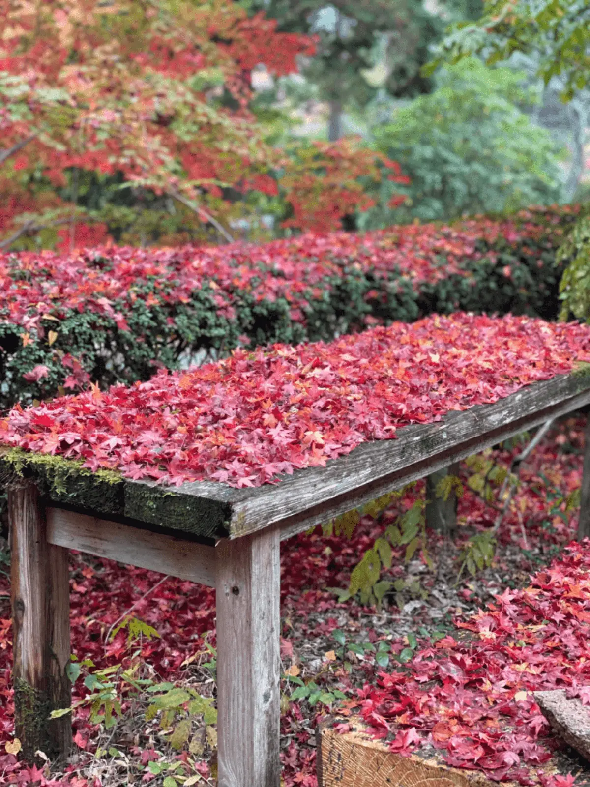 紅葉に埋もれるかわいいベンチ
