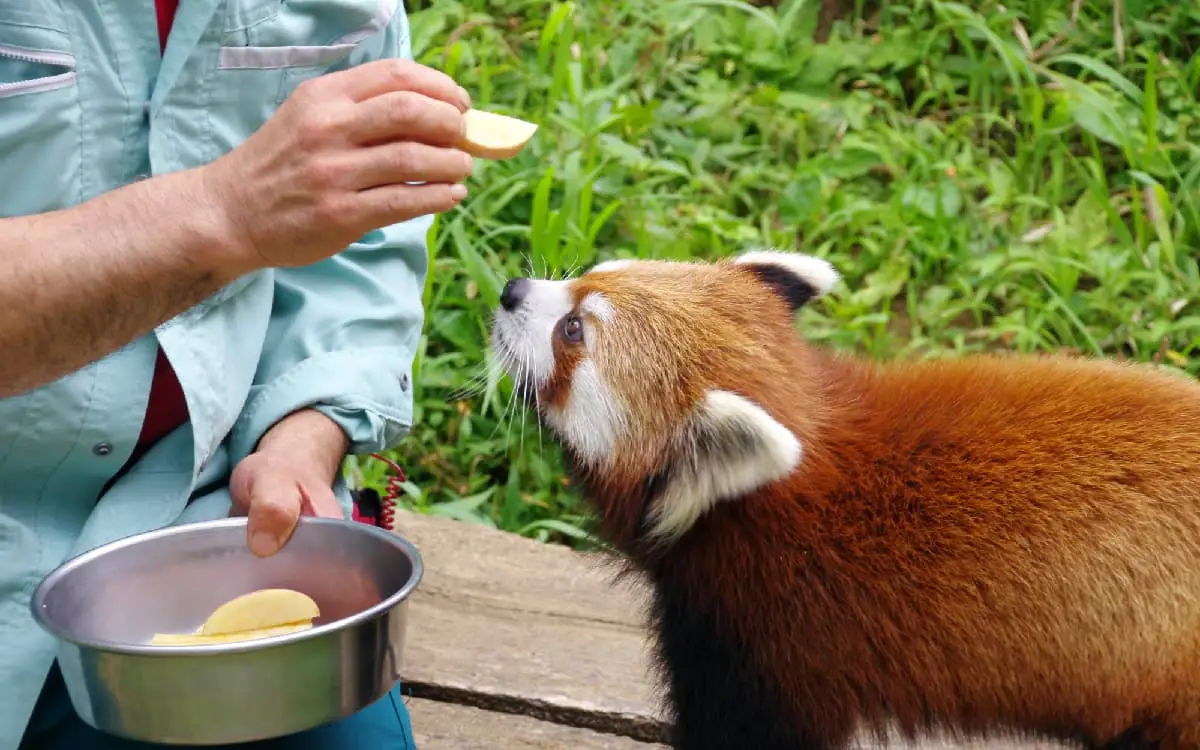 動物園のアルバイトの仕事内容