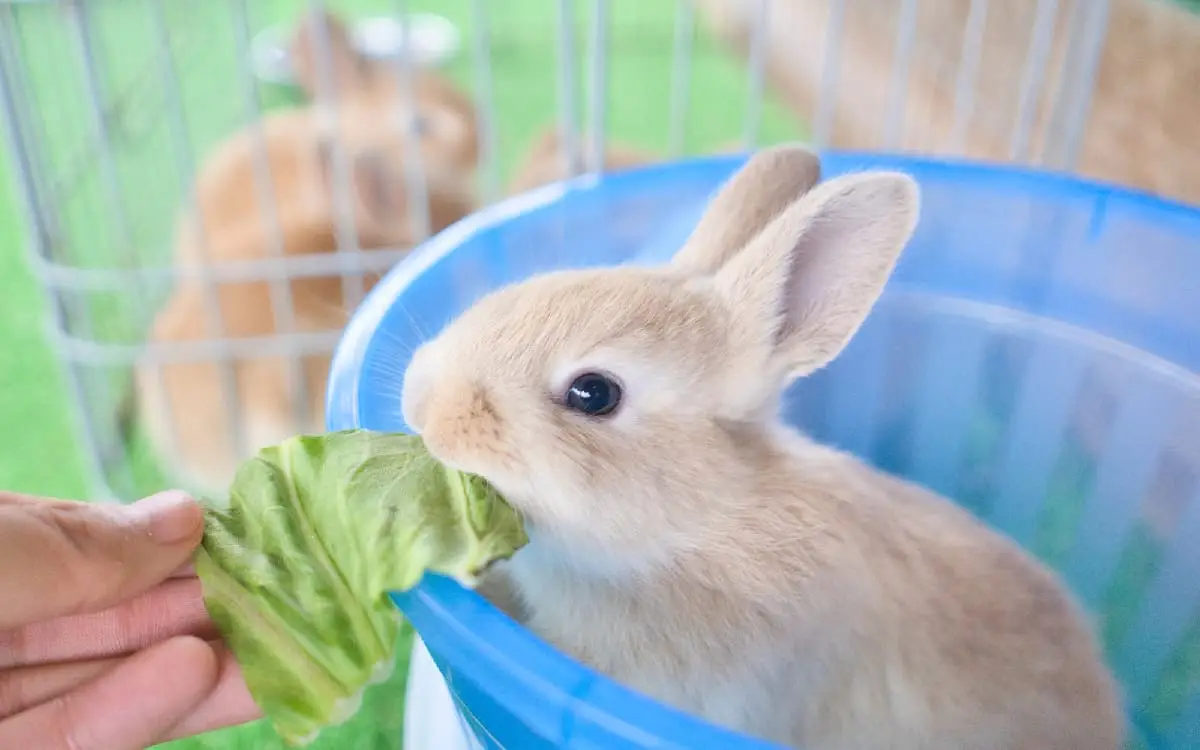 動物園でアルバイトするメリット