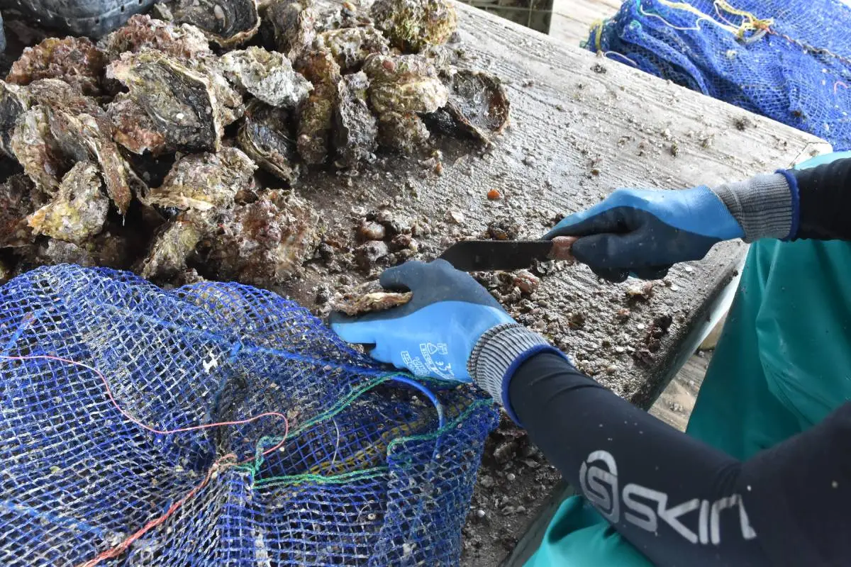 養殖中の牡蠣の殻を掃除する